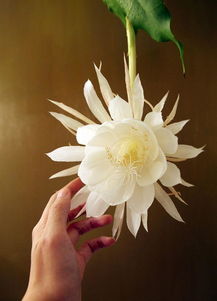 曇花典故