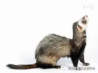 狗尾續貂的典故