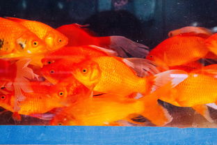 金魚(yú)典故