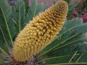 鐵樹(shù)開(kāi)花的典故
