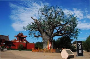 大槐樹(shù)的典故,山西洪洞大槐樹(shù)的典故,洪洞大槐樹(shù)典故