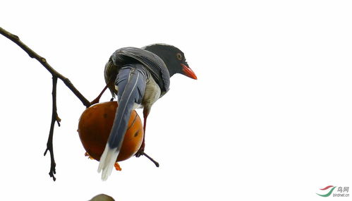 吃我鳥典故