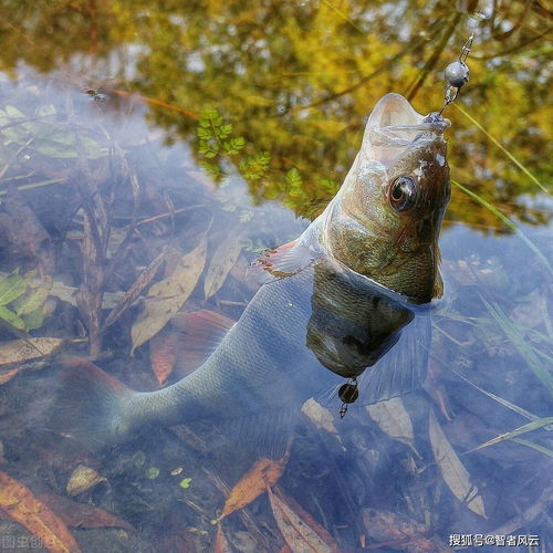 羊和魚(yú)典故