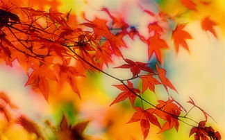 紅葉傳情典故
