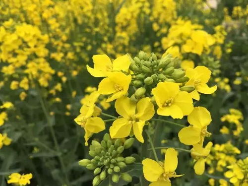 淮安油菜典故