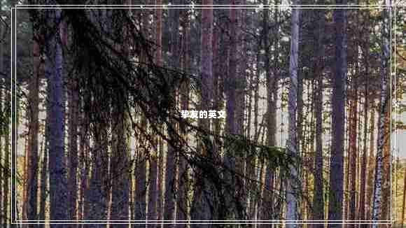 摯友的英文