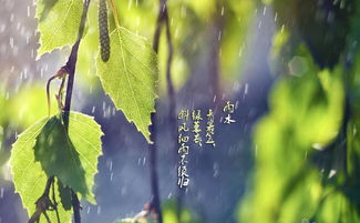 雨水正能量的句子大全