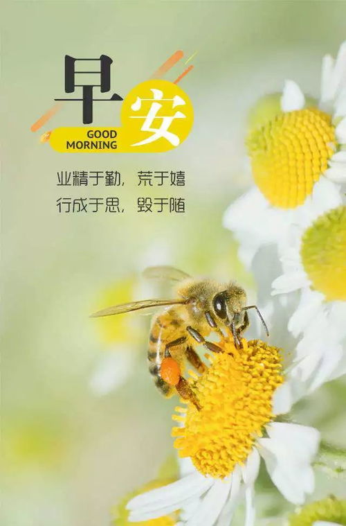 每日早安語(yǔ)錄正能量簡(jiǎn)短句子