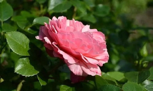 生日勵志的話(huà)正能量句子?,堅持勵志正能量的句子,早上好勵志正能量句子