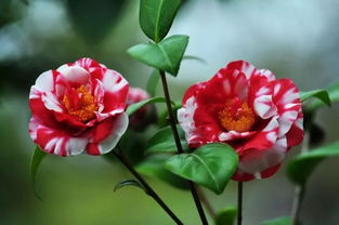 花開(kāi),山茶,句子,描寫(xiě)