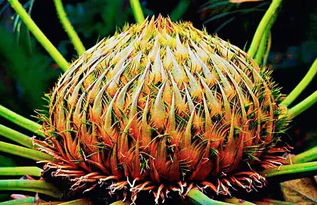 鐵樹(shù)開(kāi)花的正能量句子