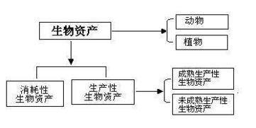 生產(chǎn)性生物資產(chǎn)是哪個(gè)會(huì )計科目