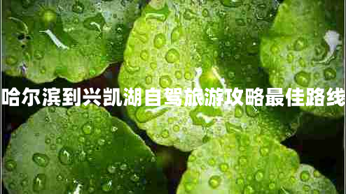 哈爾濱到興凱湖自駕旅游攻略最佳路線(xiàn)