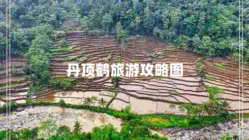丹頂鶴旅游攻略圖