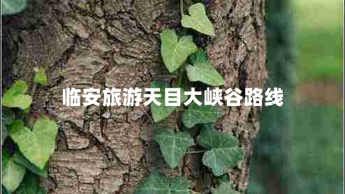 臨安旅游天目大峽谷路線(xiàn)