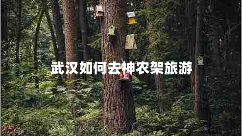 武漢如何去神農架旅游