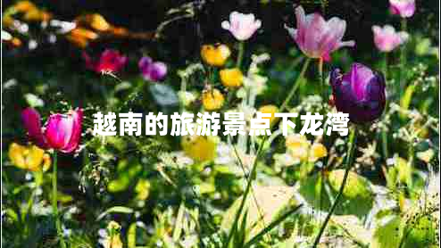 越南的旅游景點(diǎn)下龍灣