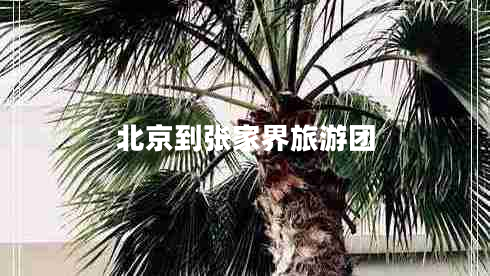 北京到張家界旅游團
