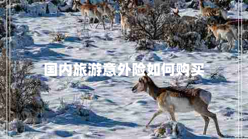 國內旅游意外險如何購買(mǎi)