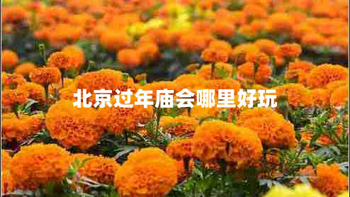 北京過(guò)年廟會(huì )哪里好玩
