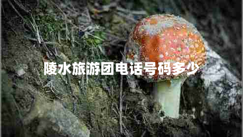 陵水旅游團電話(huà)號碼多少