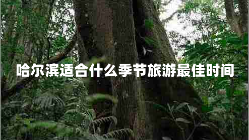 哈爾濱適合什么季節旅游最佳時(shí)間