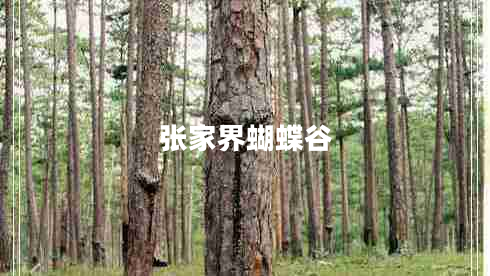 張家界蝴蝶谷