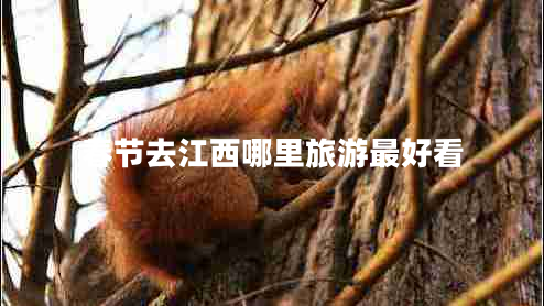 春節去江西哪里旅游最好看