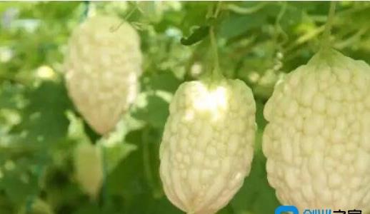 農(nóng)村種植什么最賺錢