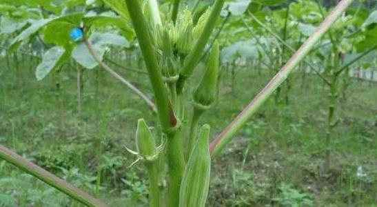 農(nóng)村種植什么最賺錢