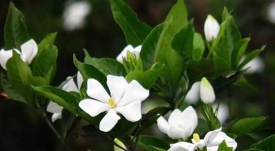 梔子花的養殖方法和注意事項