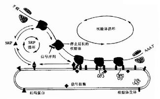 蛋白質(zhì)修飾的化學(xué)方法有哪些