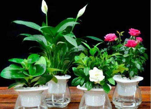 植物是通過(guò)哪些方式方法適應環(huán)境的
