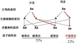 種質(zhì)資源調查時(shí)常用的性狀鑒定方法有哪些
