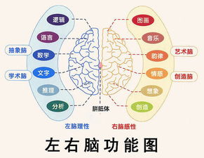 右腦記憶方法有哪些