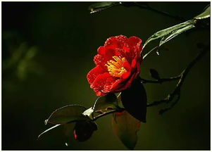 茶花的古詩(shī)句
