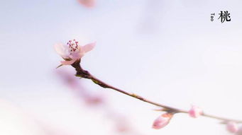 有關(guān)于描寫(xiě)桃花的詩(shī)句
