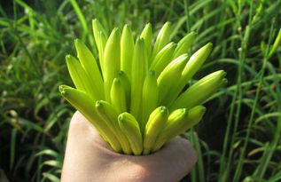 黃花菜古詩(shī)句