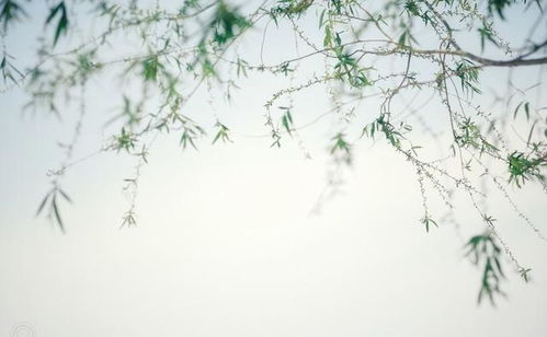 古詩(shī),詩(shī)句,描寫(xiě),后悔