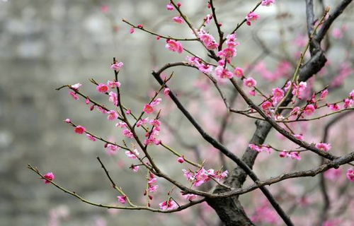 關(guān)于梅花的詩(shī)句七字詩(shī),七言梅花詩(shī)句,關(guān)于梅花的詩(shī)句七字