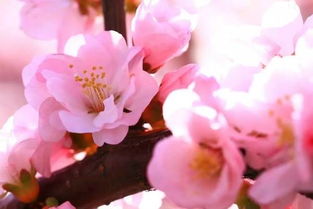 關(guān)于美人和杏花的詩(shī)句