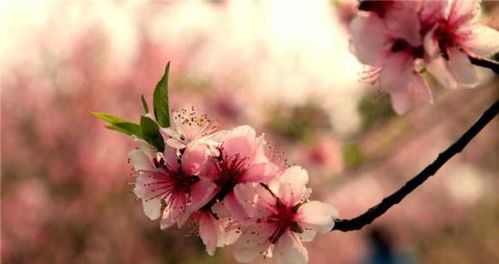 桃花千古詩(shī)句
