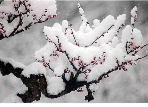 關(guān)于描寫(xiě)冬天梅花詩(shī)句