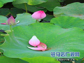 關(guān)于雨后蓮花的詩(shī)句有