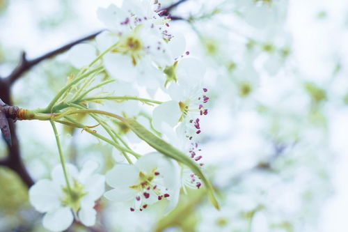 古詩(shī)詞,詩(shī)句,春月景