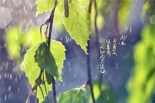 關(guān)于清晨的雨詩(shī)句