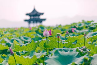 描寫(xiě)夏天荷花的詩(shī)句古詩(shī),寫(xiě)西湖荷花的詩(shī)句古詩(shī),描寫(xiě)夏天西湖荷花的詩(shī)句