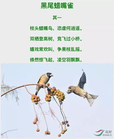 描寫(xiě)鳥(niǎo)詩(shī)句古詩(shī)