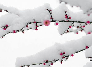 關(guān)于冬天祝福的詩(shī)句有哪些