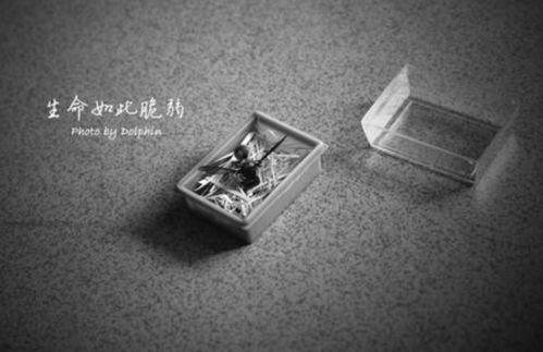 最頑強的生命的古詩(shī)句